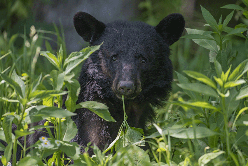 Black Bear Learn about Arizona Cool Box Portable Storage