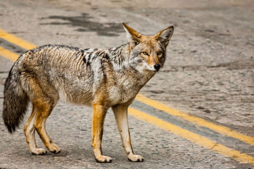 Coyote Cool Box on site Storage Learn About Arizona