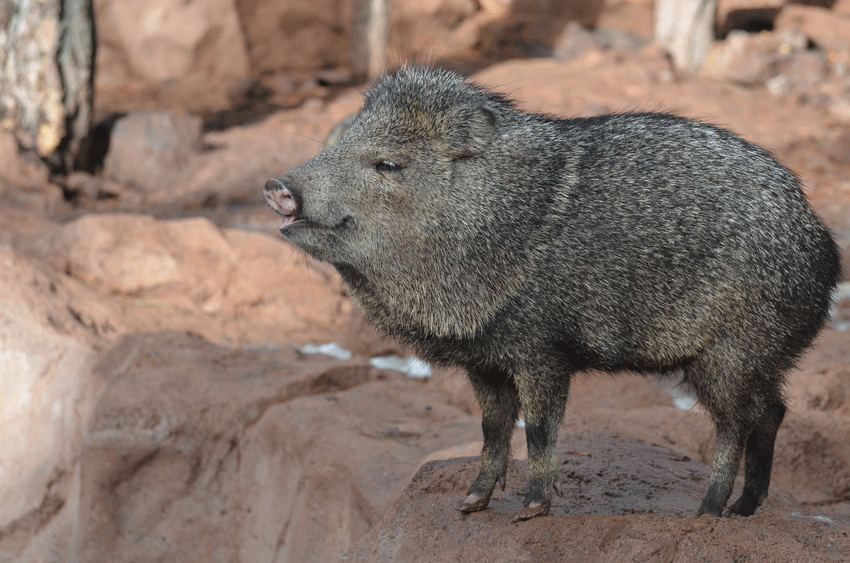 Javelina Javelina