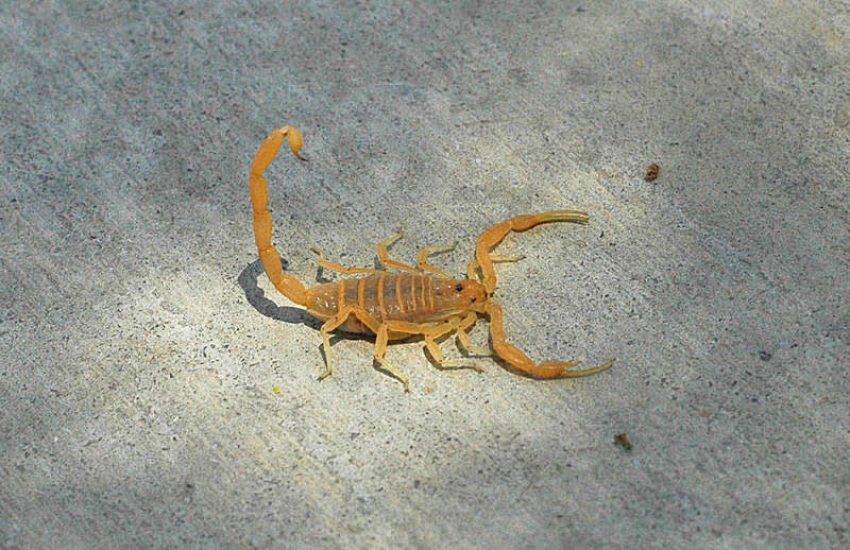 az bark scorpion Learn About Arizona Scorpions Cool Box Portable Storage