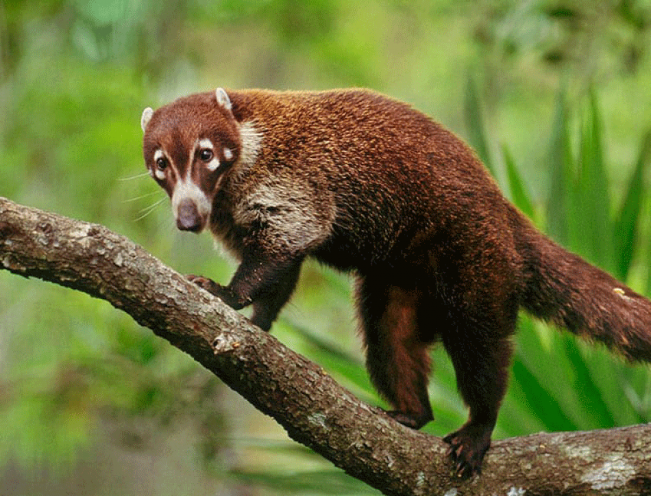 coatimundi coatimundi