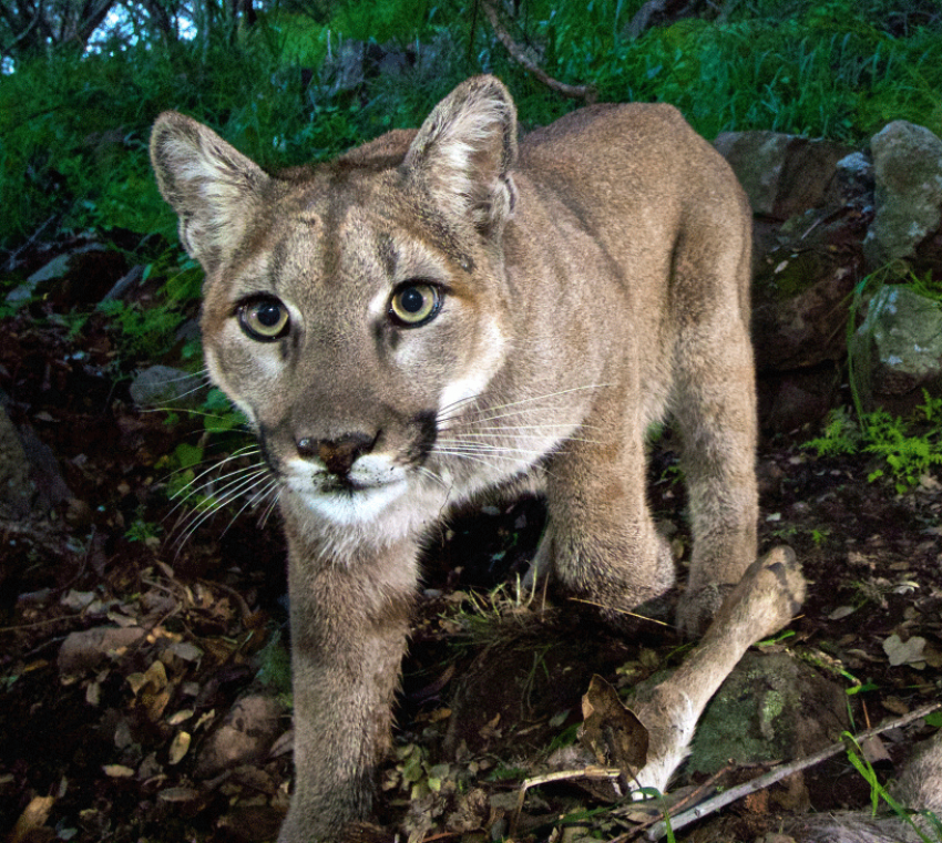 cougar Learn about Arizona from Cool Box on site storage