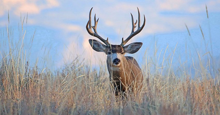 mammal_mule-deer-California_Richard-Douse_600x300 mammal_mule-deer-California_Richard-Douse_600x300