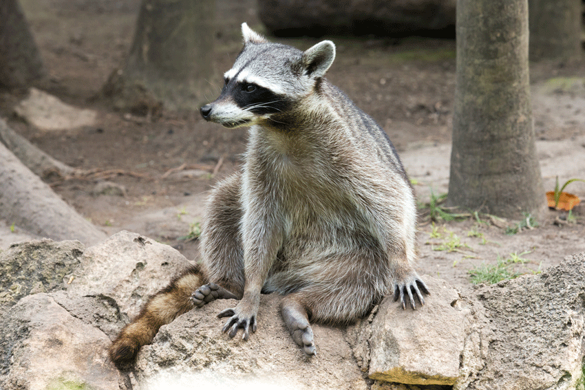 Raccons in Arizona Learn about Arizona from Cool Box Portable Storage